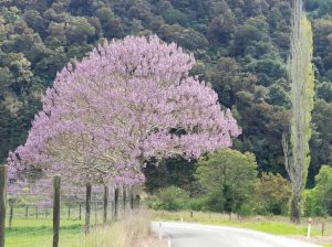 The Great Taste Trail Motueka valley in Spring
