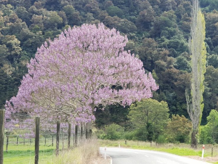 The Great Taste Trail Motueka valley in Spring